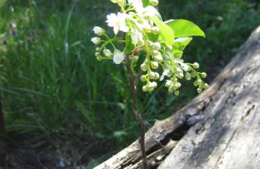 Ferienwohnung Hainbuche Lübben im Spreewald - Foto 29