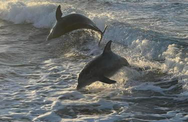 Sunbird Sunsets - Foto 38