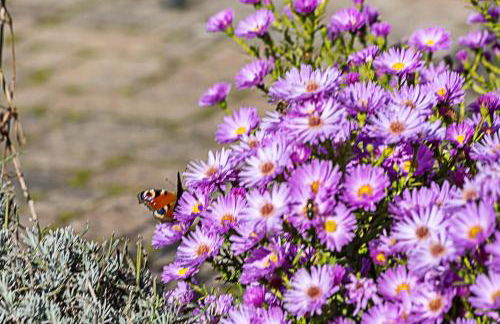 Fewo Allezeit Sauerland - Foto 29