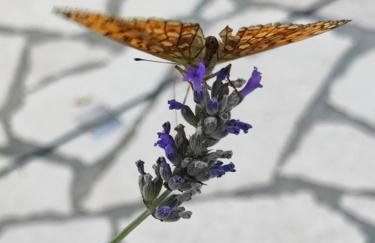 Skulka Apartment - Cres Island - Photo 7