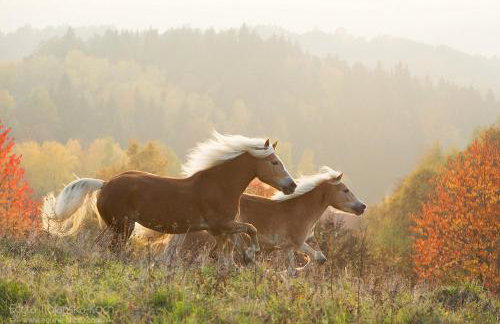 DOMEK LUBENIA - Foto 33