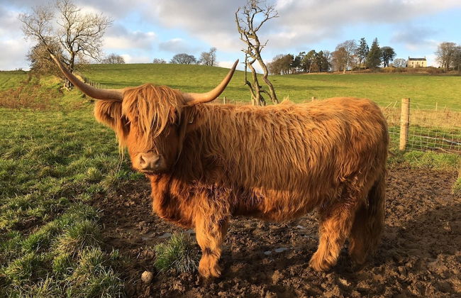 Beautiful 8-bed House in Angus - Foto 20