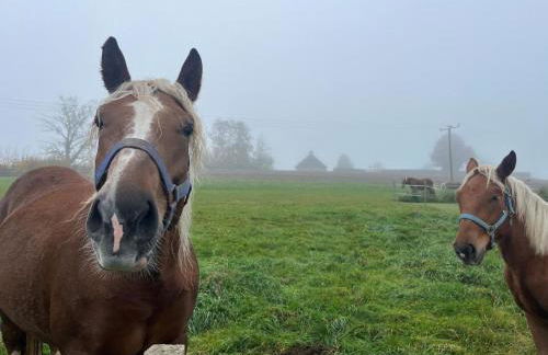 Landhaus am Schloss - Photo 15