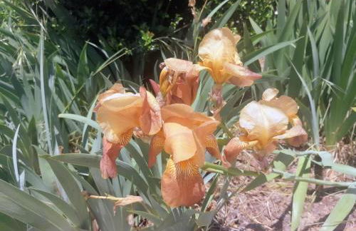 LÍRIOS DA GRANJA - CASA DE CAMPO - Foto 10