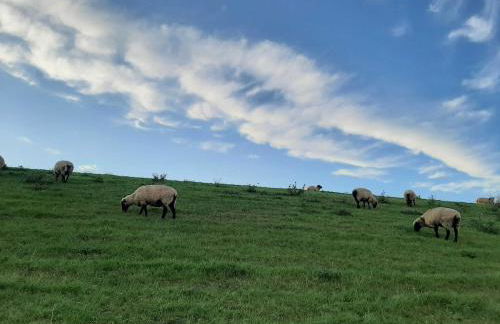 Ferienwohnungen Stellerbruch - Foto 10