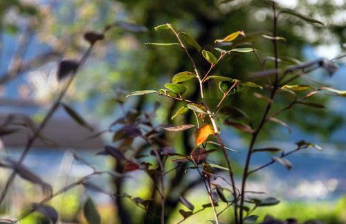 Green Molina - Foto 35