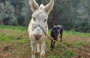 Cottage Eco-Friendly Barcelona country side - Foto 3