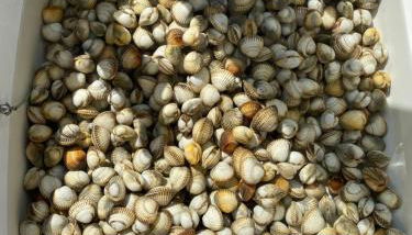 Belle villa la galinoche - Foto 4