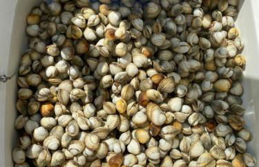 Belle villa la galinoche - Foto 4