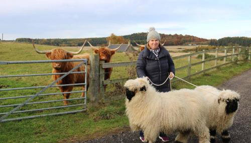 Glampods Glamping Pod - meet Highland Cows and Sheep Elgin - Foto 4