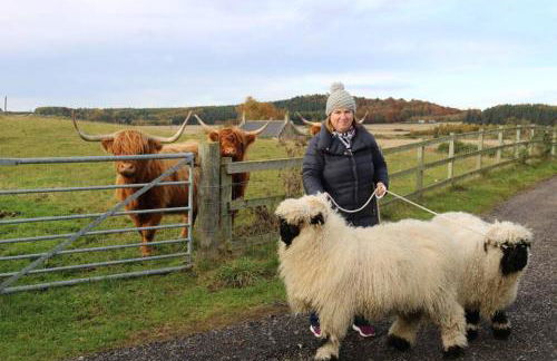 Glampods Glamping Pod - meet Highland Cows and Sheep Elgin - Foto 4