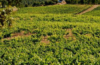 Herdade do Gamito - Foto 16