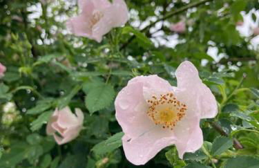 Gîte Coccinelle - Foto 32