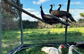 Le Mas Del Cargol - Foto 80