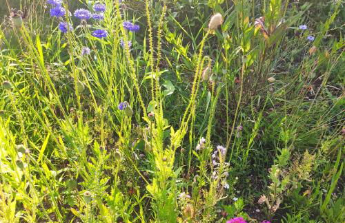 Flussperle - Foto 41