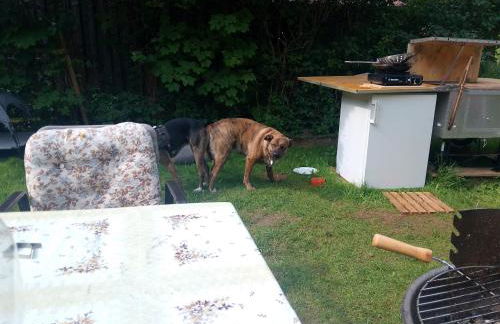 Harz&Herzlich - Foto 14