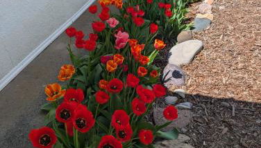 AG House, Recreaters,Work Remote, Surgery, Healing ADA, Pets, Parking - Foto 3