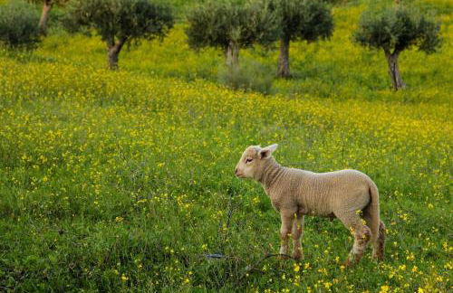 Monte do Saltamontes - Foto 21