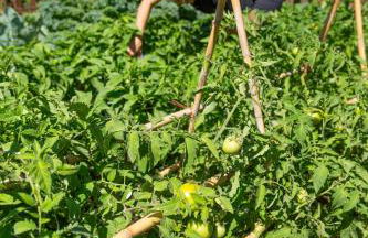 Casara Tres - 2 Dormitorios - Jardín y acceso Privado a la Playa - Foto 34