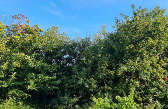 Finca Sativa - Foto 12