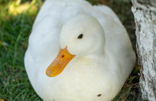 Amber Lodge with private hot tub - Foto 29