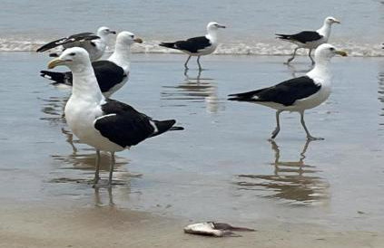 Refúgio Aconchegante no Peró Jardim Privativo Wi-Fi Ideal Casais Famílias e Home Office - Foto 32