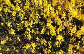 B & B Il Sicomoro - Foto 36