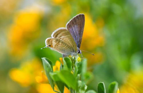 Quinta Lusitânia - Photo 52