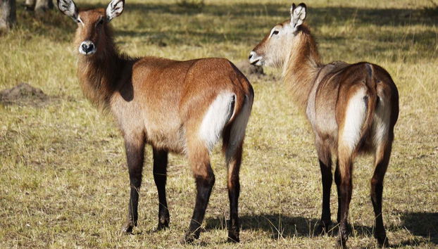 Safari al Lago Mburo