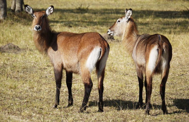 Safari de 2 días por el Parque Nacional del Lago Mburo - Foto 4