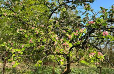 Zdzisiówka - Foto 38