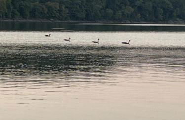 Belle Cottage - Photo 41