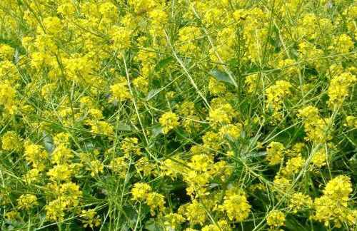 Country House With Big Garden - Photo 52