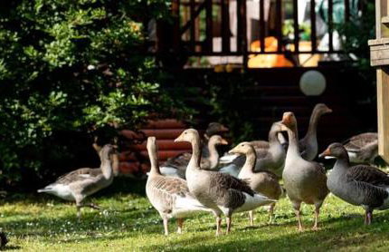 Marie Helene, 58 Mallard Carlton Meres Holiday Park - Foto 17