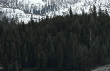 Bear Meadow Cabin at Shaver Lake - Foto 9