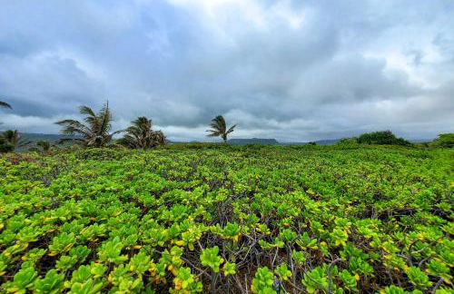 The Aloha Green House Retreat with Ocean Views! - Foto 35