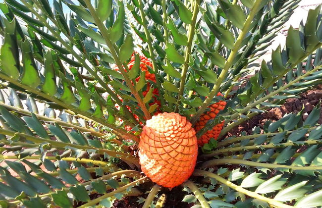 Villa La Mercy Guest Suite - Foto 23