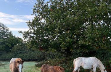 Ashbourne Cottage - Foto 62