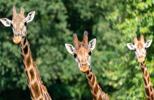 Luxuszelt im Serengeti Park - Foto 57