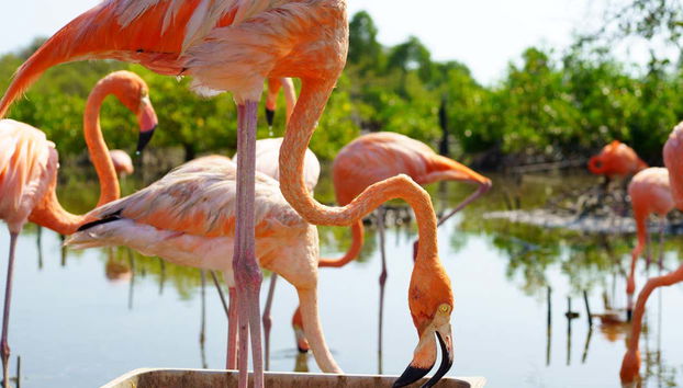 Fenicotteri di Isla Palma