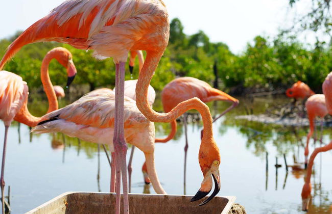 Escursione a Isla Palma - Foto 5