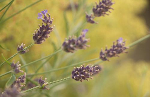 Ferienwohnung Auszeit - Photo 20