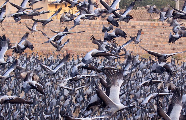 Excursion à Osian et Khichan - Photo 6