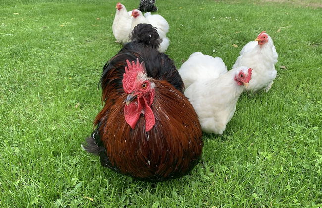 Ferienwohnung Gartenblick - Foto 24