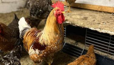 Ferienwohnung auf dem Bauernhof - Hermanns Lodge - Foto 3