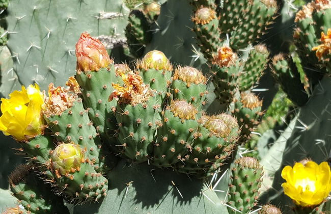 Kasbah Africa - Foto 73