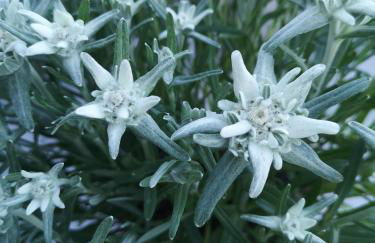 Ferienwohnung Alpenherz - Photo 57