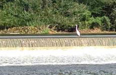Southern Magnolia House with Porch Swing - Foto 21