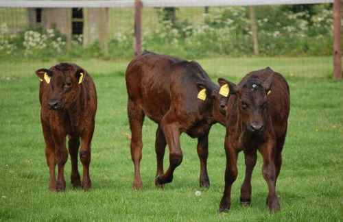 Bungalow auf Ferienhof Janssen - Photo 12