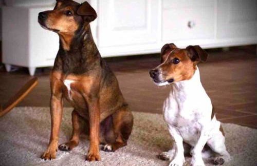 Ferienwohnung in Schmargendorf bei Angermünde - Foto 12